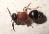 Smicromyrmini inconnu